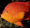 Garibaldi