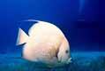 Gray Angelfish