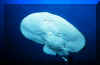 Electric Ray