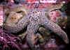 Starfish